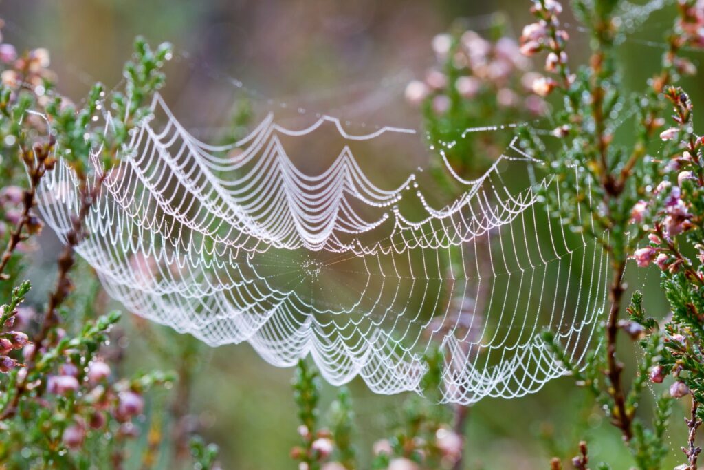spider web workplace culture